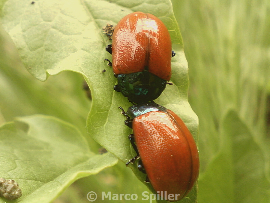 Chrysolina (rossa) da determinare